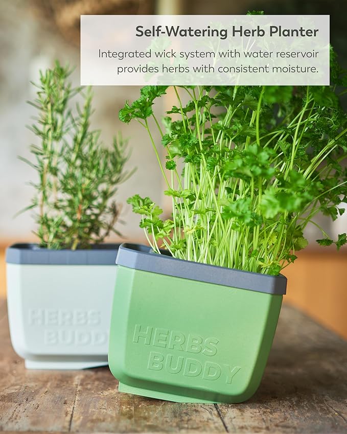 BUZZY Seeds Herb Buddy Self-Watering Herb Planter with Water Level Indicator – Indoor Kitchen & Windowsill Planter (Green)