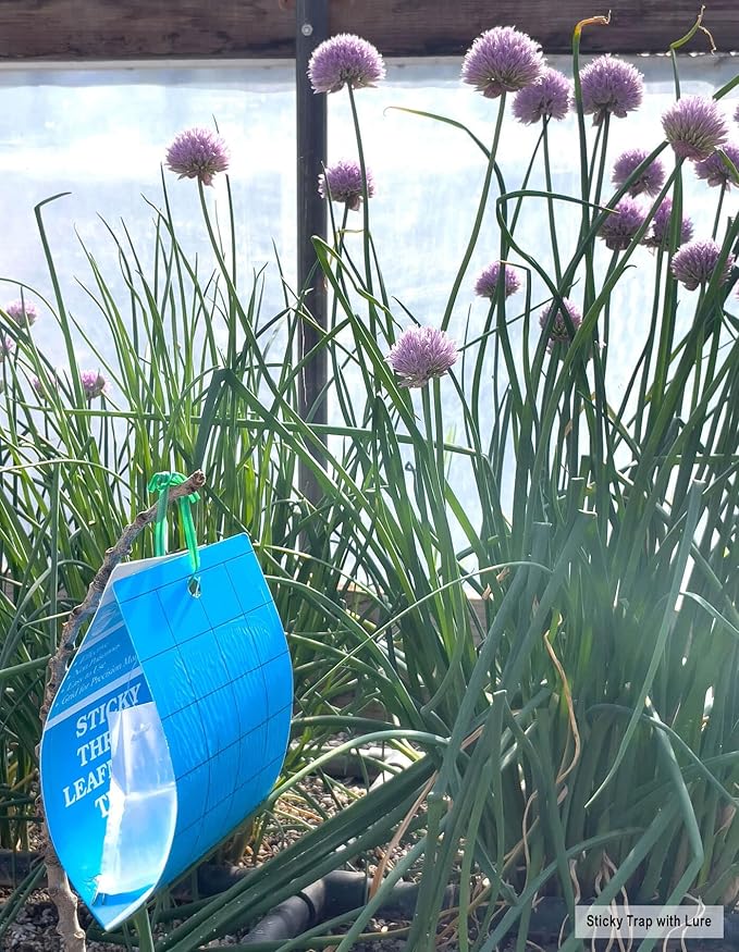Blue Sticky Trap Thrips Leafminer Trap 15 Pack