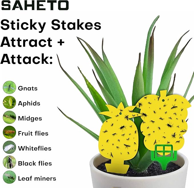 60 Pcs Gnat Traps for House Indoor Fruit Fly Traps Fungus Gnat Traps Yellow Sticky Traps for Plant Gnats No Harm and Odorless for Indoor Outdoor Use