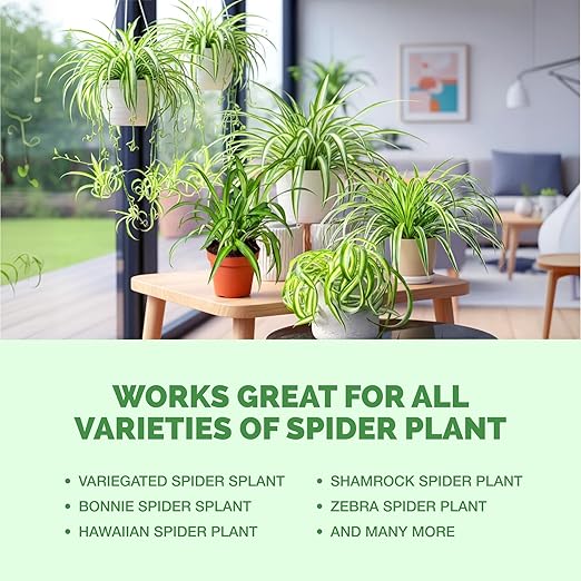 Spider Plant Fertilizer – Liquid Plant Food for Longer Runners, Greener Leaves & Healthy New Growth, 8 oz
