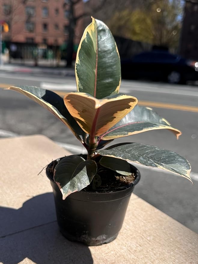 4" Ficus Elastica ‘Tineke’ – Live Indoor Houseplant | Variegated Rubber Plant – Easy Care, Air Purifying