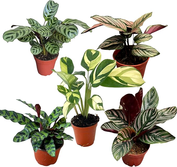 Calathea Assorted Starter Pack - Calathea Live Plants 5 Pack in 2 inch Pot- Pet Safe Air Purifying Indoor House Plants Flowers for Home Office Wedding Decor & Birthday Gift (Heat Pack Included)
