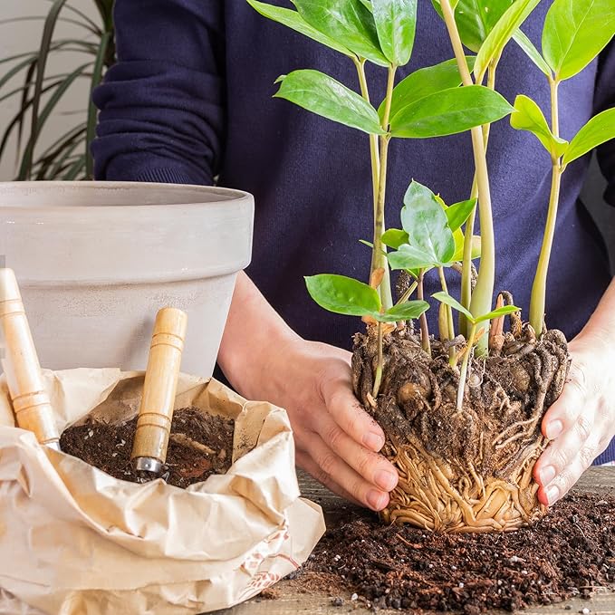 Doter Organic Money Tree Soil Mix 2qt, Indoor Plants Potting Mix for All Potted Money Tree, Grow Healthy houseplants Indoors