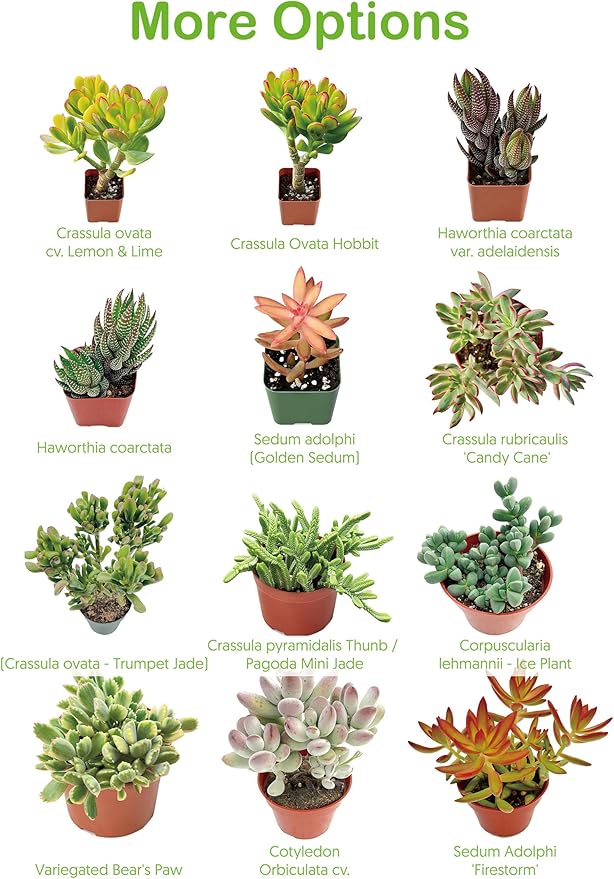 Live Succulent Plants Green Pagoda Mini Jade, Easy Care Potted Succulents in 4" Pots, Indoor Houseplant, Unique Gifts, Home Office Décor