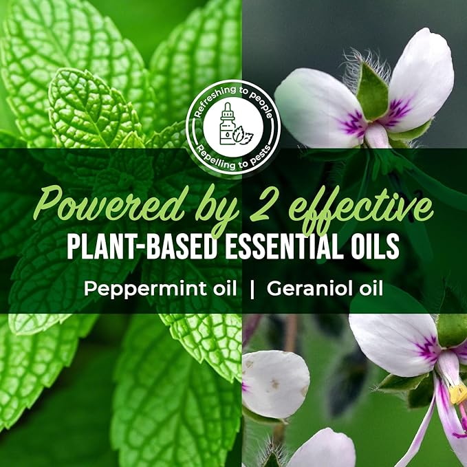 Mighty Mint Peppermint Oil Roach Repellent Spray – Natural Cockroach Killer for Indoor & Outdoor Use – Plant-Based Insect & Pest Control – 16 oz (Pack of 2)