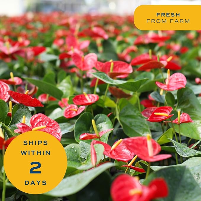 Costa Farms Live Anthurium Indoor Houseplant, Flamingo Flower with Heart-Shaped Red Blooms, 10-14 Inches Tall in Decorative Pot with Decoration, Air Purifier for Home or Office Decor, Gift for Her