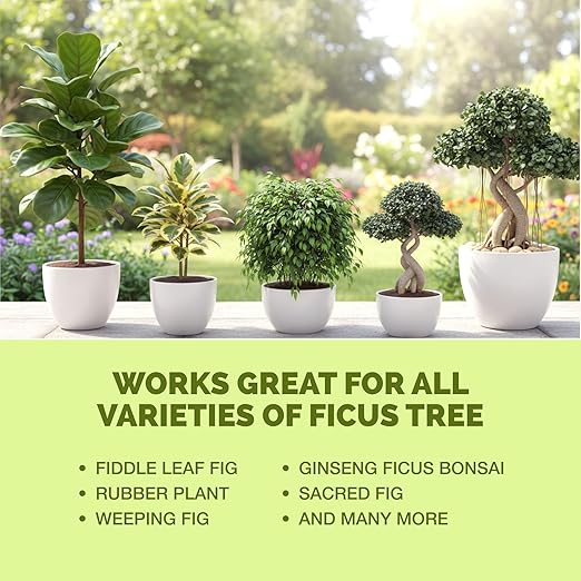 Ficus Tree Fertilizer – Liquid Plant Food for Lush Foliage, Stronger Roots & Healthy New Growth, 32 oz