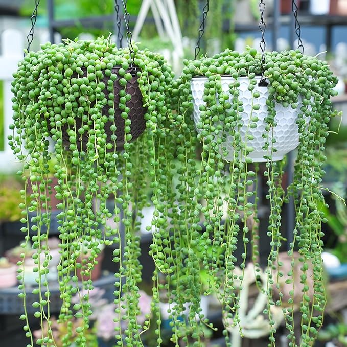 Sprout N Green 4" String of Pearls, Live Trailing Succulent Fully Rooted in Pots with Soil Mix, for Home Office Wedding Hanging Decoration, DIY Projects, Party Favor, Keep Away from Pets