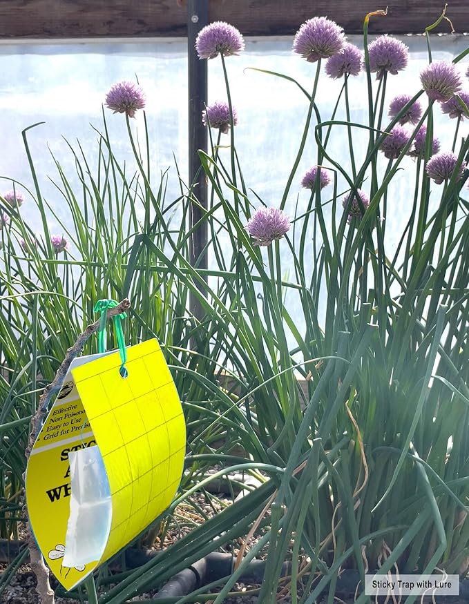 Yellow Sticky Aphid Whitefly Trap Pack of 15