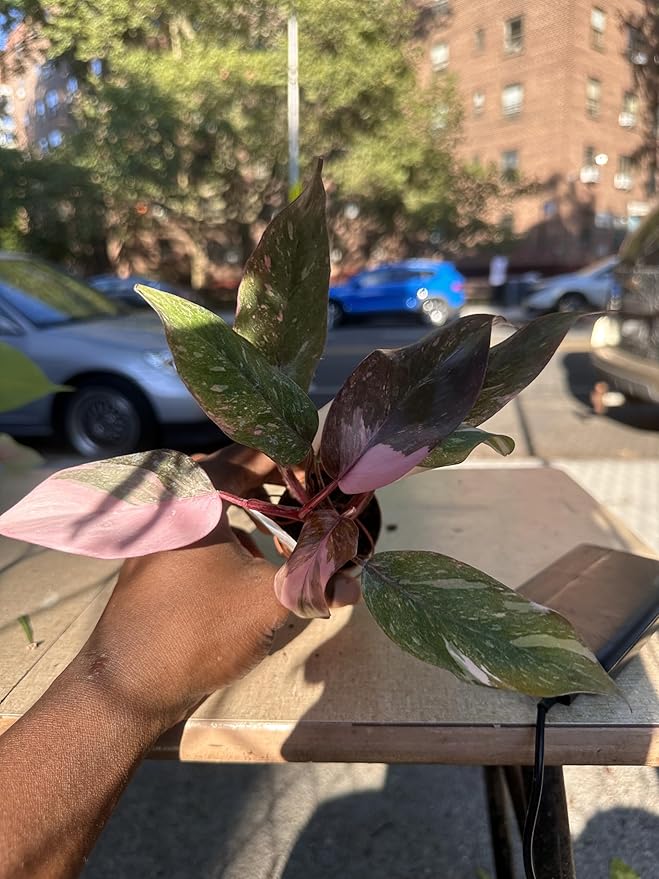 Philodendron Pink Naomi, Live Indoor Tropical Plant, Green Pink Variegated Leaves, 12 Inch, Air Purifying, Low Maintenance, 2 Inch Nursery Pot