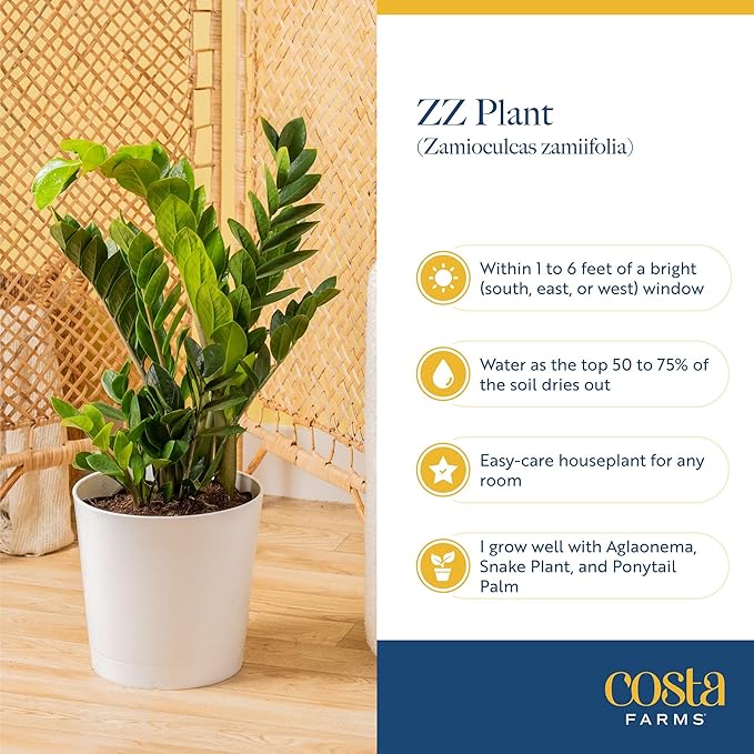 Costa Farms ZZ Live Plant in Plastic Pot, Easy to Maintain, Air Purifying Indoor Houseplant, Perfect for Home, Room, or Office Decor, Great House Warming or Birthday Gift, 12-20 Inches Tall