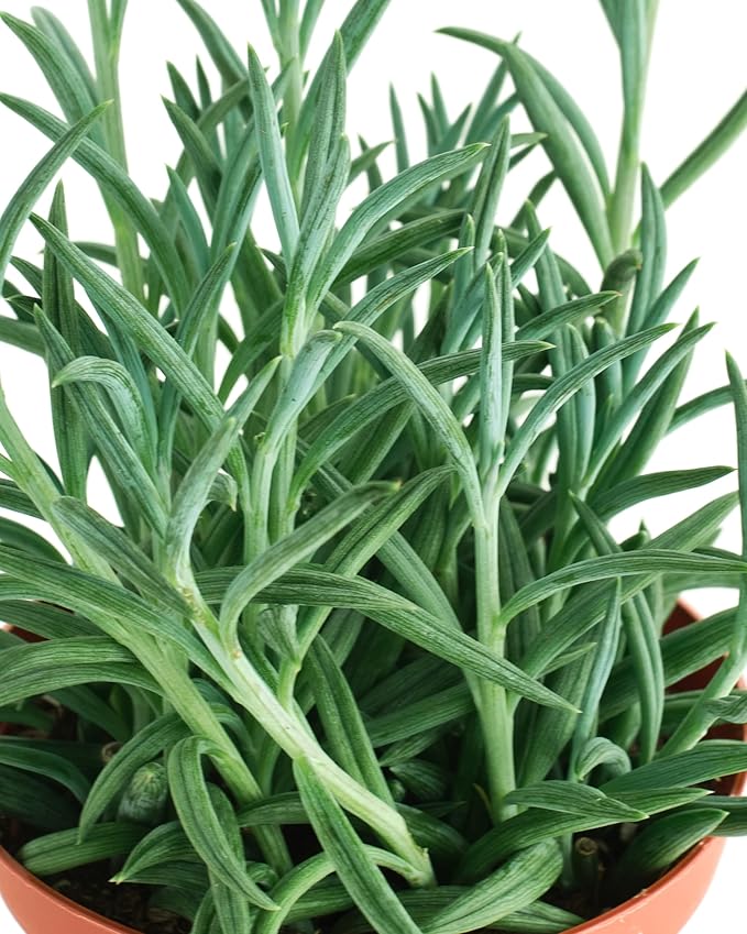 Shop Succulents String of Fishhooks Hanging Succulent, Senecio Radicans Glauca, Fully Rooted Live 4" Succulent Plant, Low Maintenance Indoor Plant, Hardy Succulents, Trailing Succulents, Gift & Garden