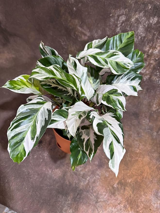 PLANTVERS Calathea Stella in a 6" Grow Pot – Calathea White Fusion – Low Light White Fusion Plant - Easy Care Tropical Houseplant - Variegated Indoor Plant