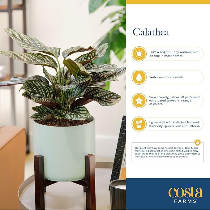 Costa Farms Calathea Dottie Live Plant in Self Watering Pot, Indoor Houseplant, Perfect for Home, Room, or Office Decor, Great House Warming or Birthday Gift, 12-18 Inches Tall
