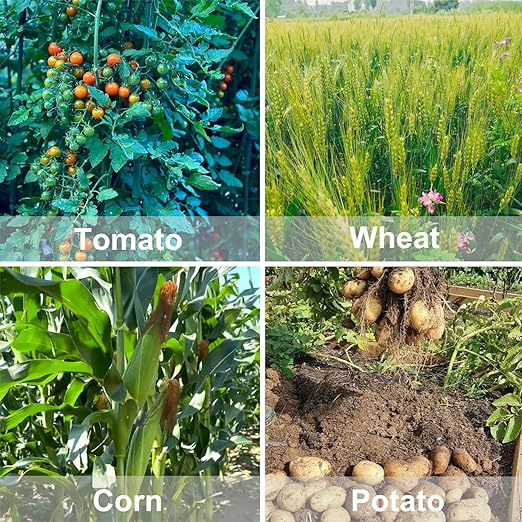 All Purpose Fertilizer, 10-10-10 Indoor Plant Fertilizer, Plant Food for Houseplants, Boost Stem & Leaf Growth, Improves Root Health, Promote Large Flower Blooming & Fruit Growth（1LB）