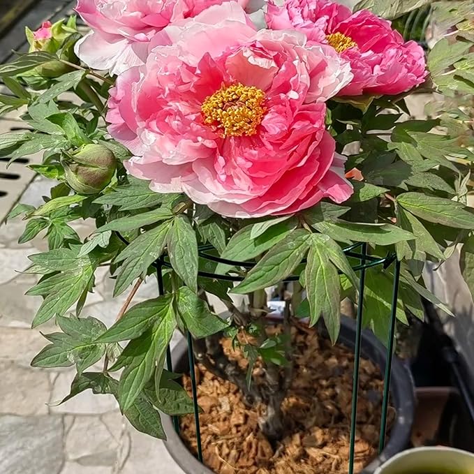 SYITCUN 8pack Peony Cages and Supports, 10 x 16 Inch Four Legs Peony Cage, Heavy-Duty Peonies Support Cages, Peony Ring for Roses, Hydrangeas, Sage, Peonies, Cucumbers, Tomato