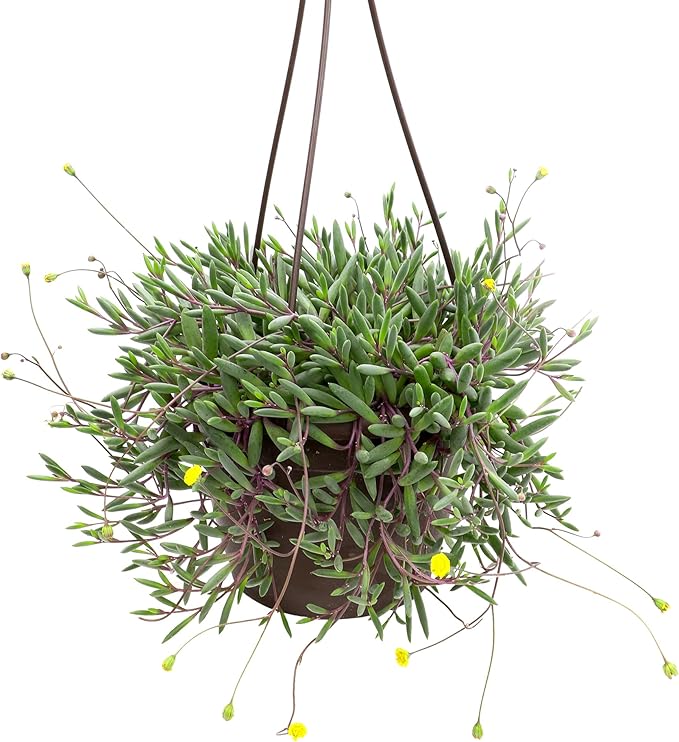 Ruby Necklace Succulent Vine Hanging Basket, Othonna capensis, Live Succulents Plants Live Houseplants, House Plants Indoors Live Indoor House Plants, Unique Live Plant Basket by Plants for Pets