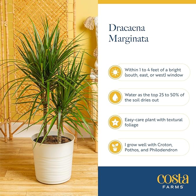 Costa Farms Dracaena Indoor/Outdoor Live Plant in Grower Pot, Easy‑Care Tropical Green Foliage Houseplant for Patio, Porch, Balcony, Deck & Home Décor, 16–24 Inches Tall, Pack of 2