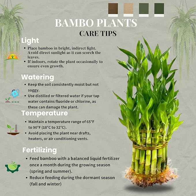 Live Two Tier Lucky Bamboo Plant - Bundle of 15 Stalks - Easy to Grow, Air Purifying, Live Indoor Houseplants Flowers for Home Office Wedding Decor & Giftable (Without Pot) (Heat Pack Included)