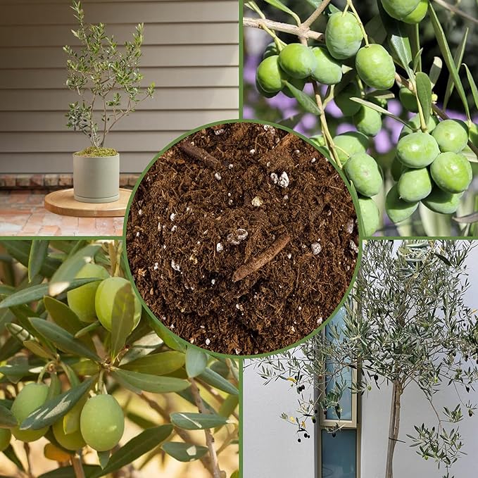 Soil Sunrise Olive Tree Potting Soil Mix (8 Quarts) for Planting, Repotting, and Growing Olive Bushes/Plants