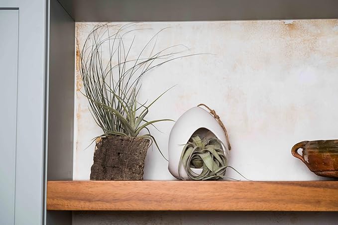 Large White Ceramic Hanging Pod with Two Assorted Air Plants - Live Tillandsia in Plant Holder - Wholesale and Bulk - Home and Garden Decor - Easy Care Indoor and Outdoor Plants South America