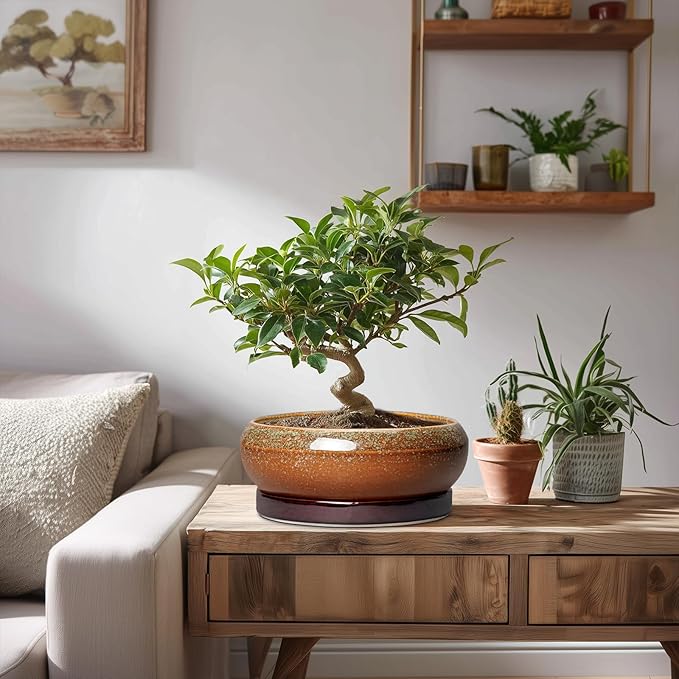 Bonsai Tree Pots - 8 Inch Ceramic Succulent Planter Indoor Outdoor, Bonsai Pots with Drainage Hole and Saucer, Shallow Plant Pots, Round Planters, Kitchen Decor, Gifts for Women, Retro Brown