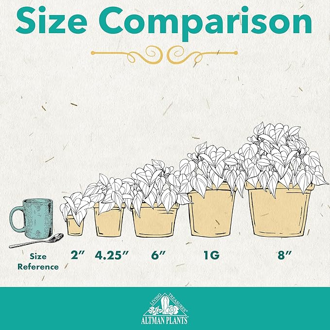 Altman Plants Swiss Cheese Plant Decor (Monstera Adansonii) in 6 Inch White Plastic Planter, Easy Plant & Desk Plant, Monstera Plant Live Plant Gift, Air Purifying Plants in Indoor Potting Soil Mix
