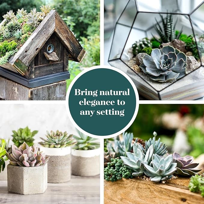 Shop Succulents Echeveria & Rosette Live Succulent Variety Pack – Fully Rooted 2" Potted Plants for Gifts, Favors, DIY Projects, Terrariums, Home Décor, and Garden Arrangements, 20 Pack