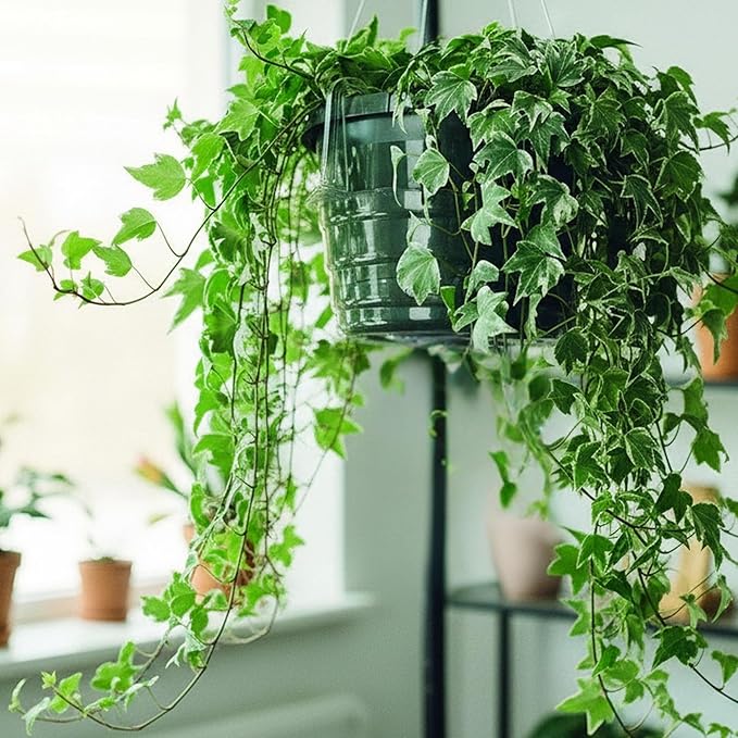 Curtis Wagner Plastics Hanging Basket Drip Pans (5-Pack) | Clear, Round (Diameter = 6.25" Base, 8" Top, 3.5" Depth) Hanging Plant Tray Saucer with Built-in Hooks & Water Catcher for Indoor & Outdoor