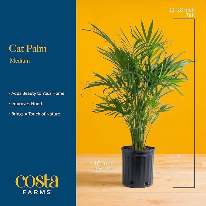 Costa Farms Cat Palm Live Plants in Decorative Pot, Large Indoor Houseplant, Perfect for Home, Room, or Office Decor, Great House Warming or Birthday Gift, 3-4 Feet Tall, Pack of 2