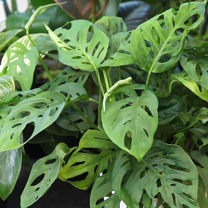 Altman Plants Swiss Cheese Plant Decor (Monstera Adansonii) in 6 Inch White Plastic Planter, Easy Plant & Desk Plant, Monstera Plant Live Plant Gift, Air Purifying Plants in Indoor Potting Soil Mix
