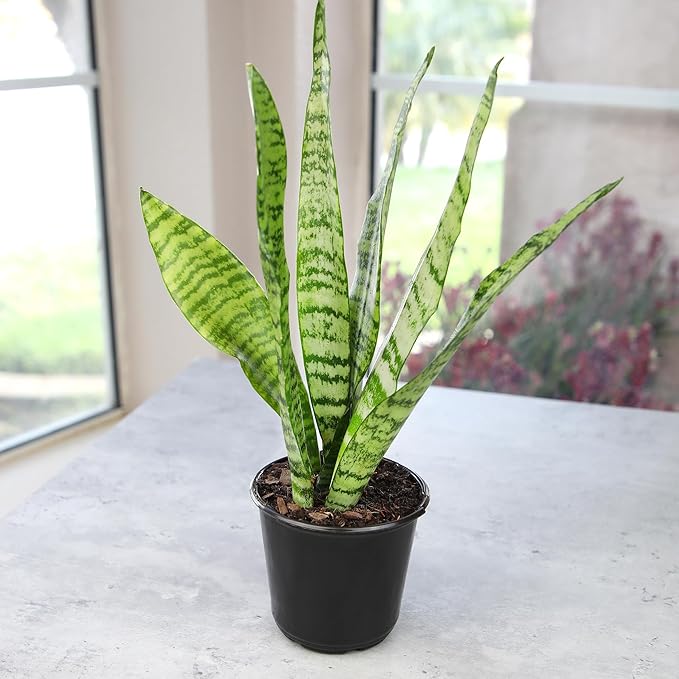 Altman Plants Live Snake Plant (Zeylanica), Approx. 13" Tall, Virtually Indestructible Easy Succulent Houseplant, 4 in Pot