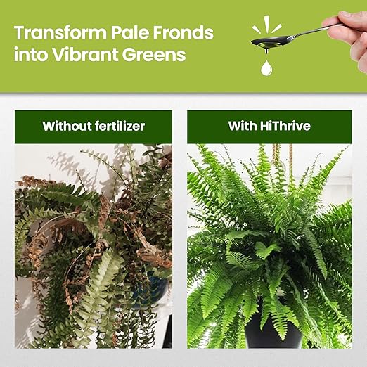 32oz Fern Fertilizer - Makes 64 Gallons of Fertilizer for Ferns, Nutrient-Rich Indoor Plant Food for Greener Growth and Dense, Resilient Fronds with Intricate Texture - Ideal for All Fern Plant Live