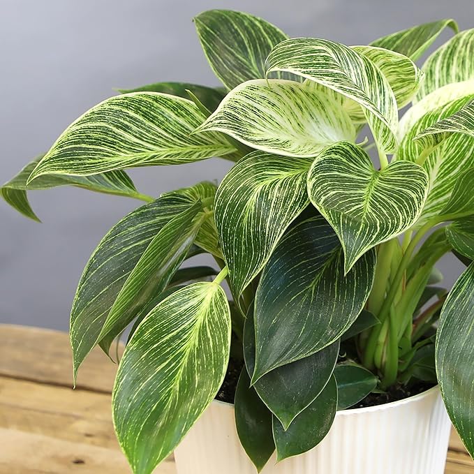 Altman Plants Variegated Philodendron Birkin in 6 Inch White Plastic Planter, Easy Plant Gift & Desk Plant, Real Air Purifying Plants, Philodendron Plant Live Indoor Plants in Indoor Potting Soil Mix