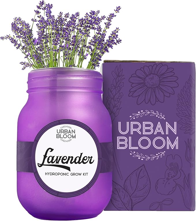 Hydroponic Lavender Flower Growing Kit - Indoor Flower Garden System in a Mason Jar - Flower Garden Kit for an Indoor Greenhouse - Indoor Plant Hydroponic Growing System for Fresh Lavender