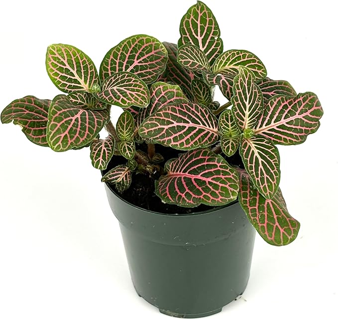 Fittonia Pink Nerve Plant Live Potted Houseplants Air Purifying, 2.5" Pot