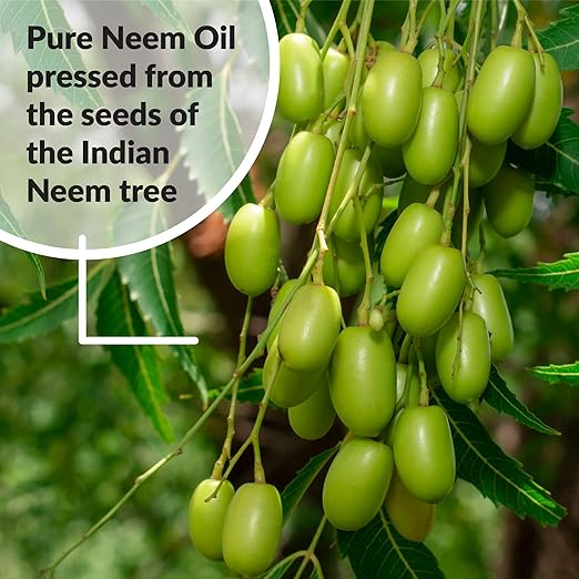 SUPERthrive Pure Neem Oil Natural Leaf, 8 oz (2 Pack)