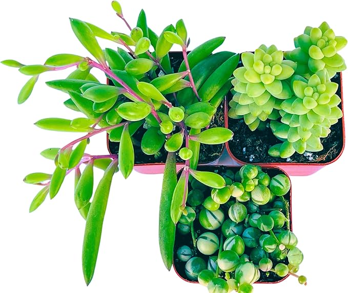 Succulents Plants Live (3-Pack) 2" Hanging Plants Starter Pack, Live Succulent Plants Fully Rooted in Planter Pots with Succulent Soil Mix by The Succulent Cult (3 Pack)