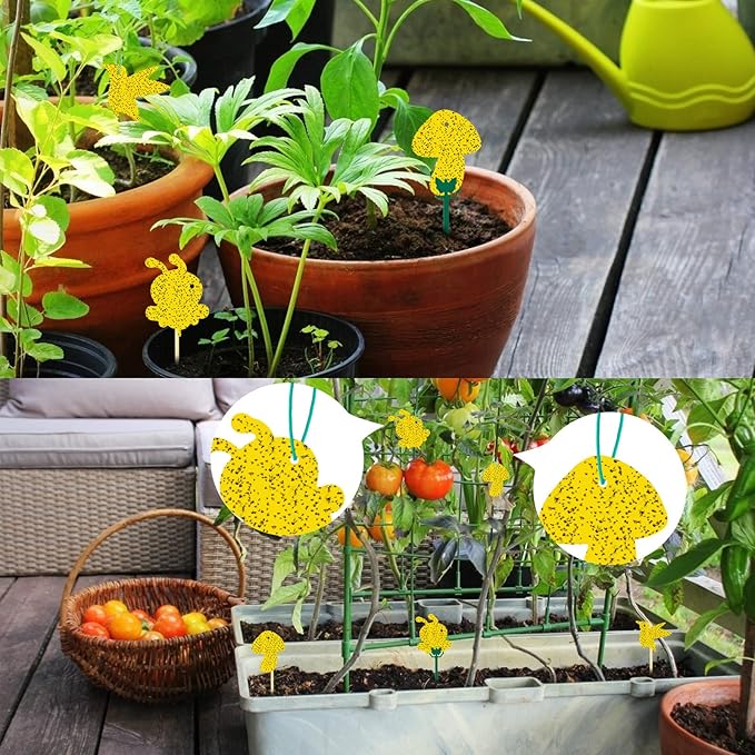 48 Pack Fruit Fly Trap for Indoors, Fungus Gnat Killer Indoor Sticky Traps for Mosquito and Flying Insects, Bug Pest Insect Catcher Killer for Houseplant