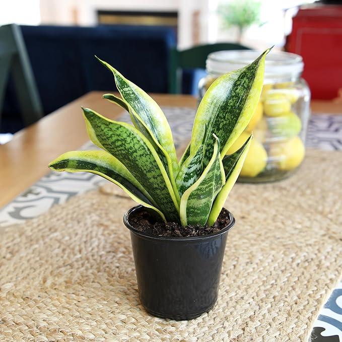 Altman Plants Live Snake Plant (Superba), Approx. 13" Tall, Virtually Indestructible, Easy Succulent Houseplant, 4 in Pot