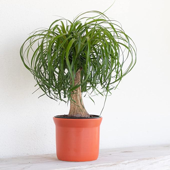 Ponytail Palm Live Plant by United Nursery in 6-in White Decorative Pot, Easy to Maintain Indoor House Plant for Home, Patio, or Office Decor