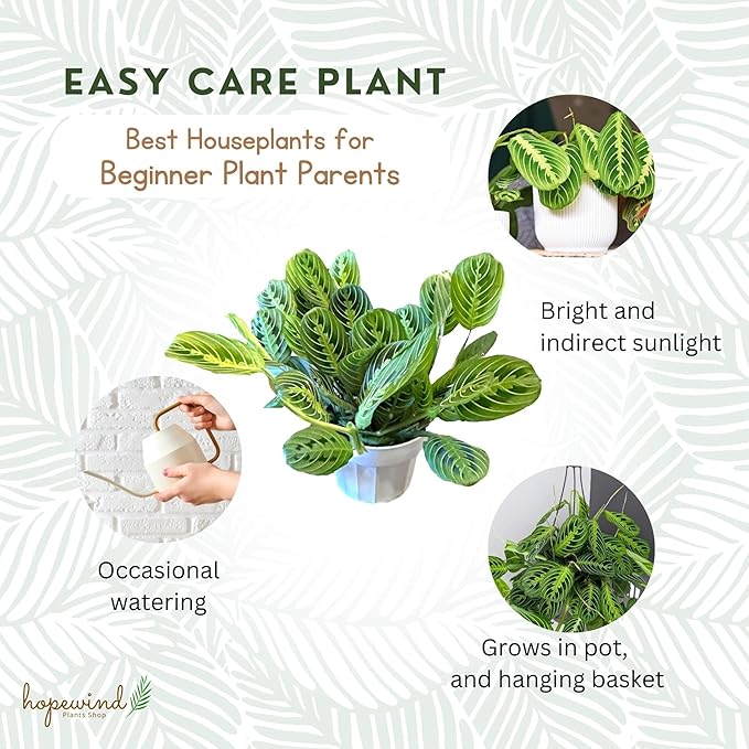 Live Plant, Lemon Lime Maranta Prayer Plant, Pet Friendly, Air Purifying Plant, Easy Care, Easy to Grow Live Indoor Plant, Houseplant, Rare Indoor Plant, Home Décor Pot (Nursery Pot)