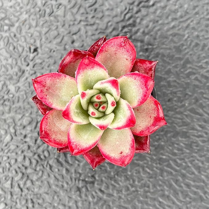 Live Succulent Echeveria 'Japanese PinkCherries', 2 Inch Fully Rooted Potted Plant, Easy Care & Drought Tolerant, Indoor Houseplant for Home Decor
