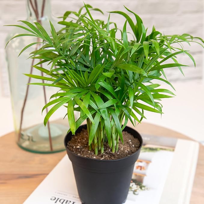Essential Houseplant Collection (4PK) in 4.25" Grower Pots, Easy Air Purifying Plant Pack with Pothos, Syngonium, Philodendron, & More Popular Live Houseplants for Beginners by Plants for Pets