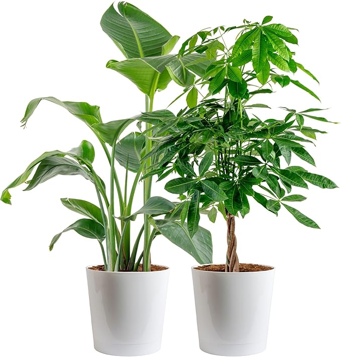 Costa Farms White Bird of Paradise & Money Tree Live Plants in Decorative Pots, Large Indoor Houseplants, Home, Room, or Office Decor, House Warming or Birthday Gift, 3-4 Feet, Pack of 2
