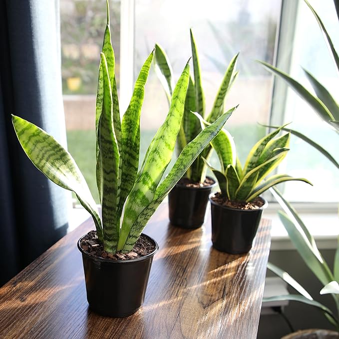 Altman Plants Live Snake Plant (Zeylanica), Approx. 13" Tall, Virtually Indestructible Easy Succulent Houseplant, 4 in Pot