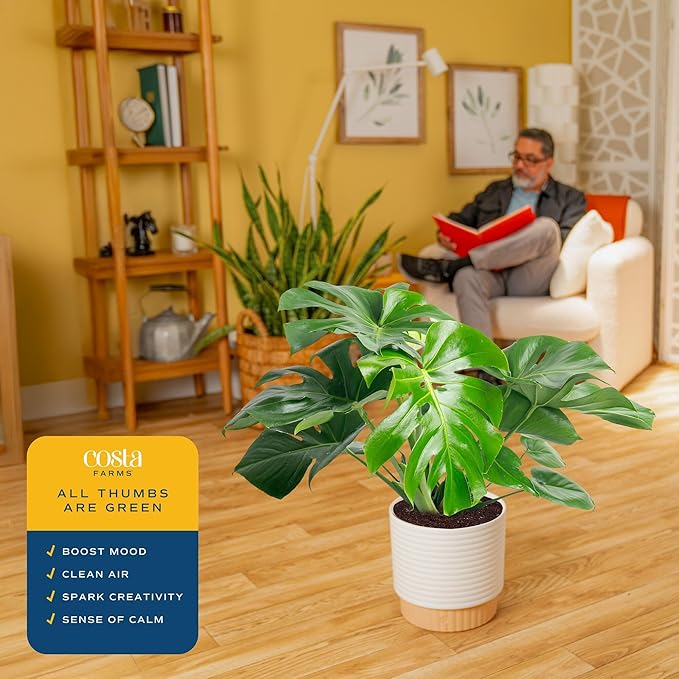 Costa Farms Monstera, Swiss Cheese Plant Live Plant in Decorative Pot, Large Indoor Houseplant, Perfect for Home, Room, or Office Decor, Great House Warming or Birthday Gift, 2-3 Feet Tall