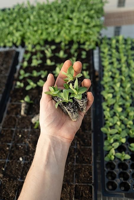 Organic Seedling Solution, Liquid Fertilizer for Seedlings, Cuttings & Clones – Natural Seaweed & Fish-Based Plant Food for Strong Root Growth. 32 oz