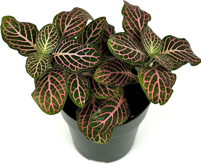 Fittonia Pink Nerve Plant Live Potted Houseplants Air Purifying, 2.5" Pot