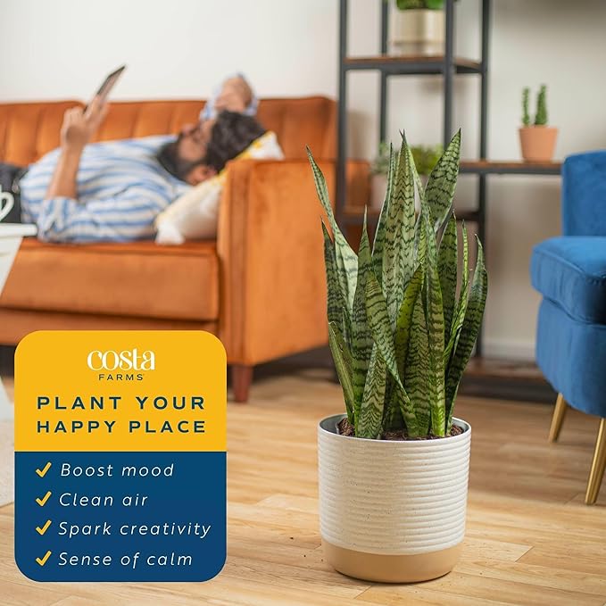Costa Farms Snake Plant, Live Plant in Plastic Pot, Easy to Maintain, Air Purifying Large Indoor Succulent Houseplant, Assorted Variety, Home, Room, or Office Decor, House Warming Gift, 2-3 Feet Tall